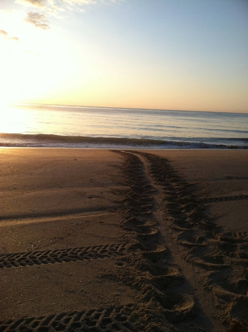 Turtle Tracks