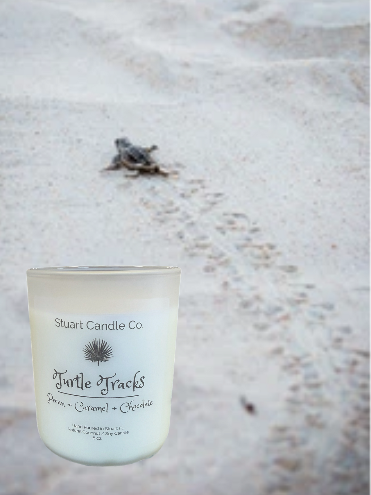 Turtle Tracks